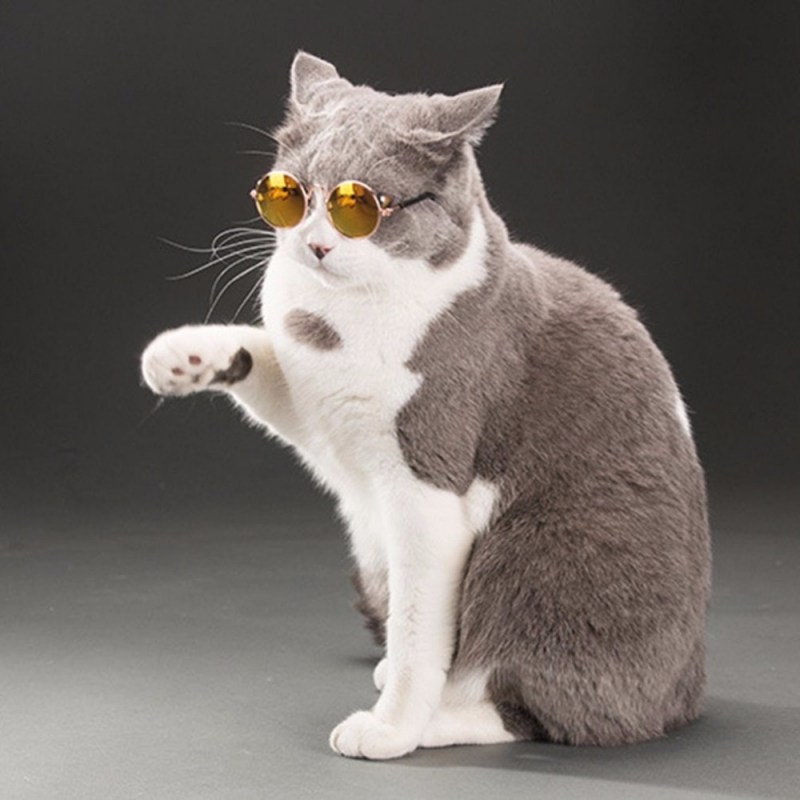 Стильный кот