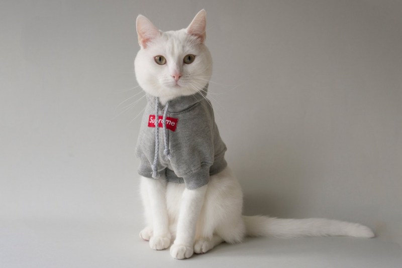 Стильная кошка