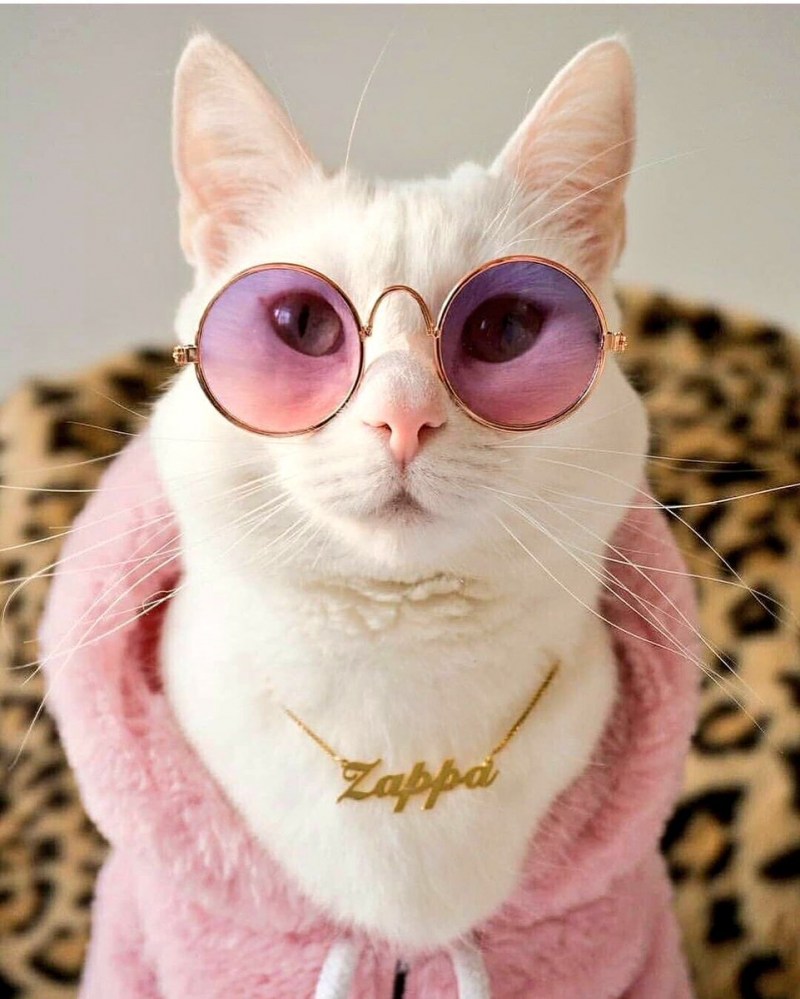Модная кошка