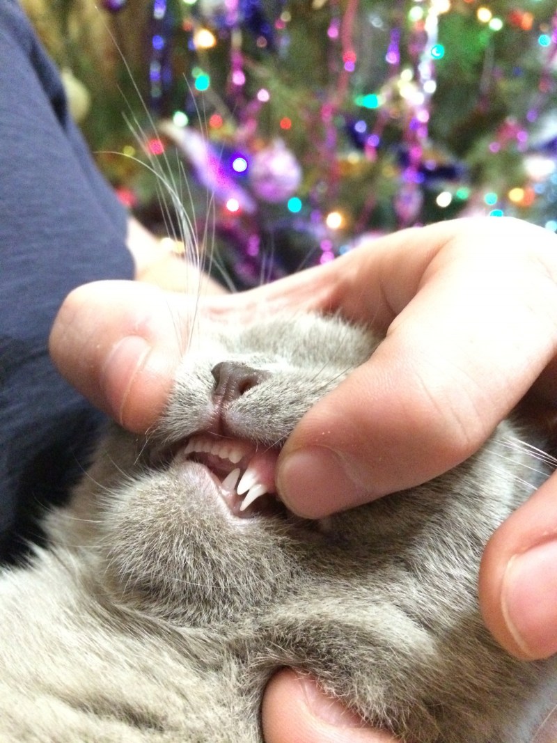 Эстетика кошачьих зубов