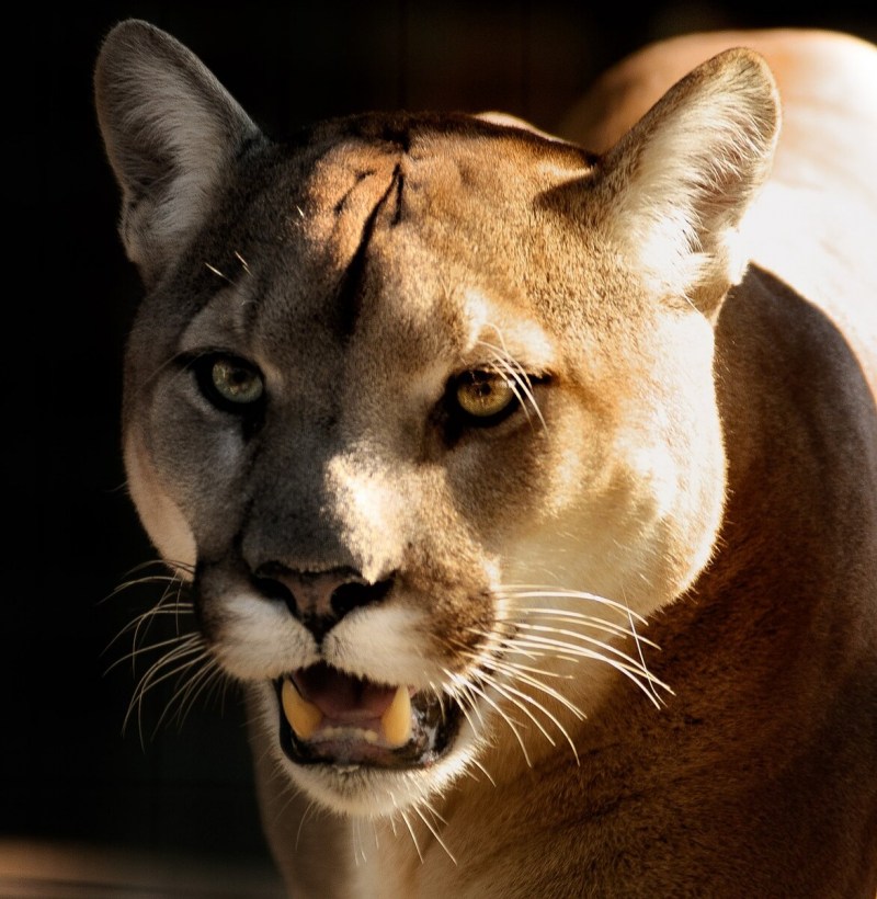 Cougar (Puma)