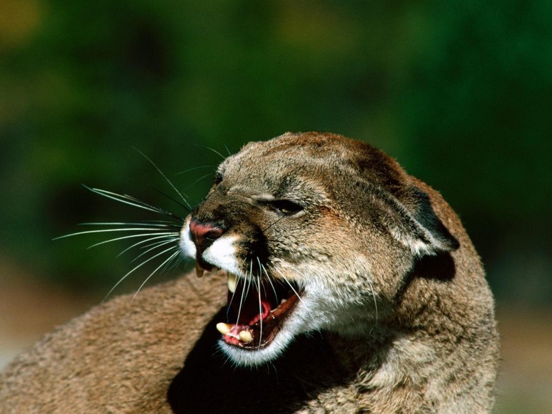 Puma concolor couguar