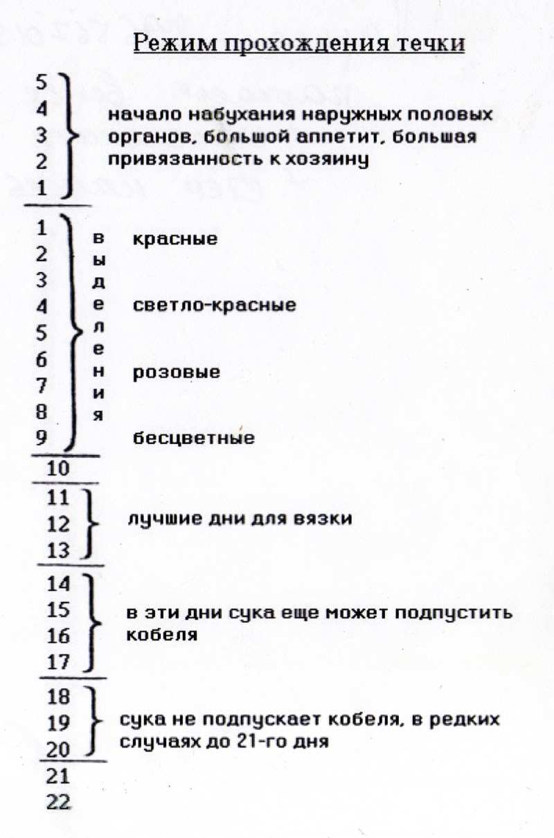 Трусы для той терьера