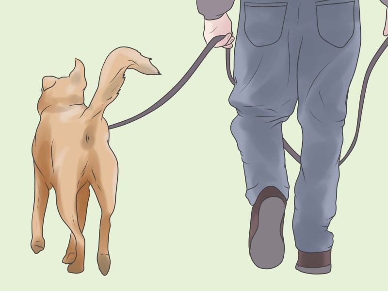 Незаметные течки кошки