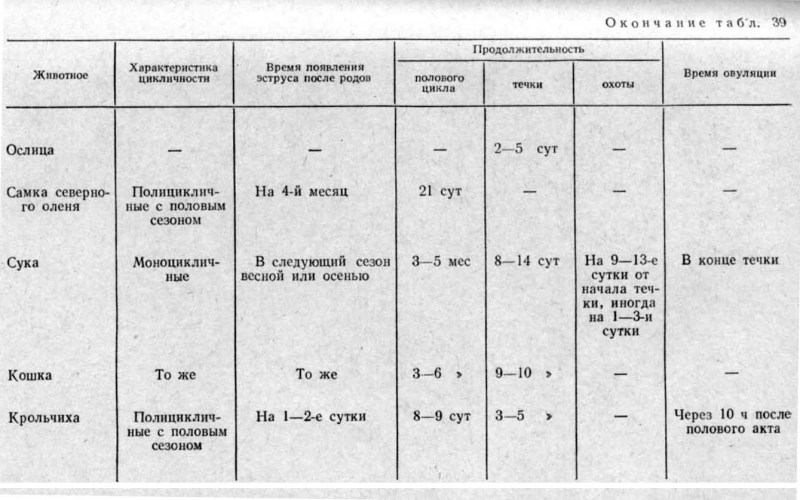 Беременность чихуахуа