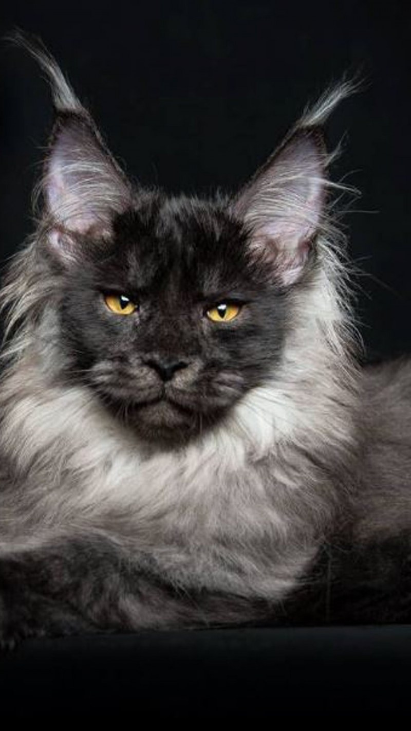 Мейн кун котенок черный