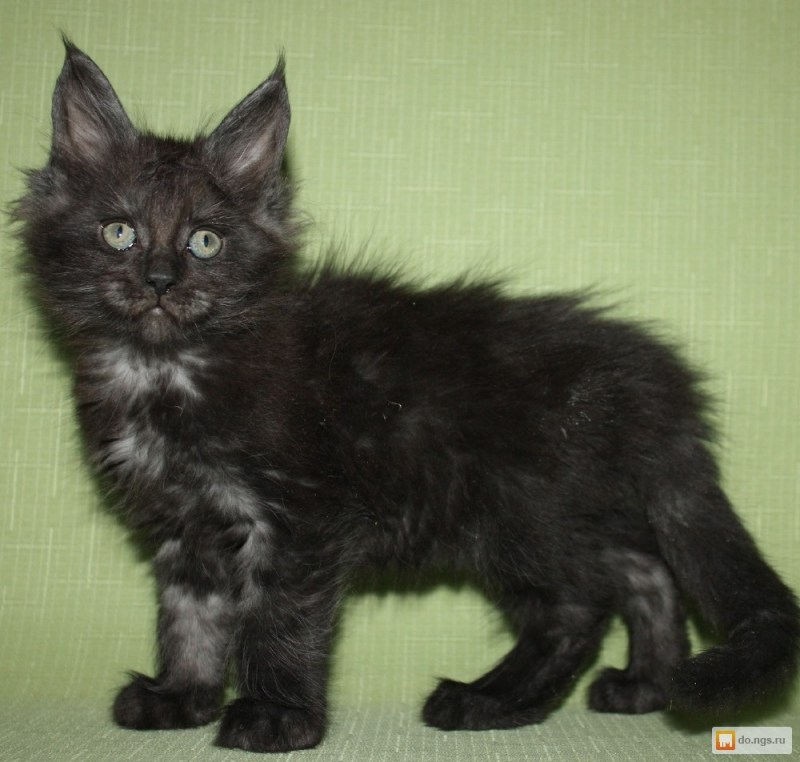 Robert Sijka Maine Coon