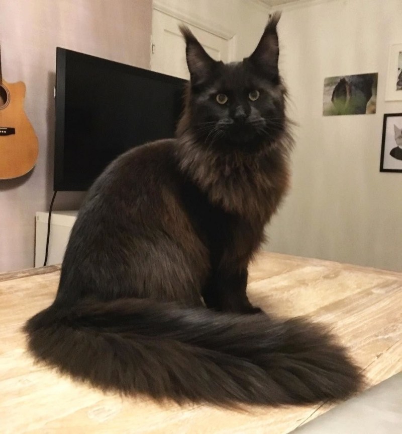 Черная кошка Мейн кун