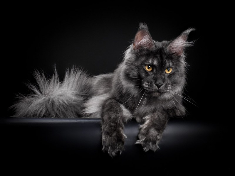 Кот Мейн кун черный