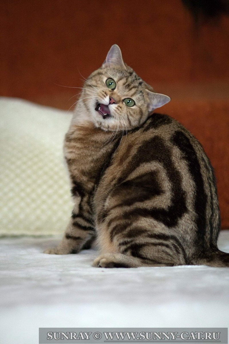 Черный мраморный британец кот