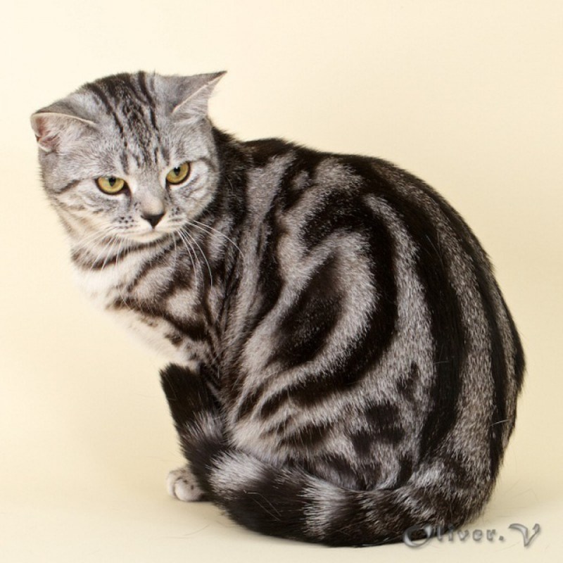 Шотландская короткошерстная табби