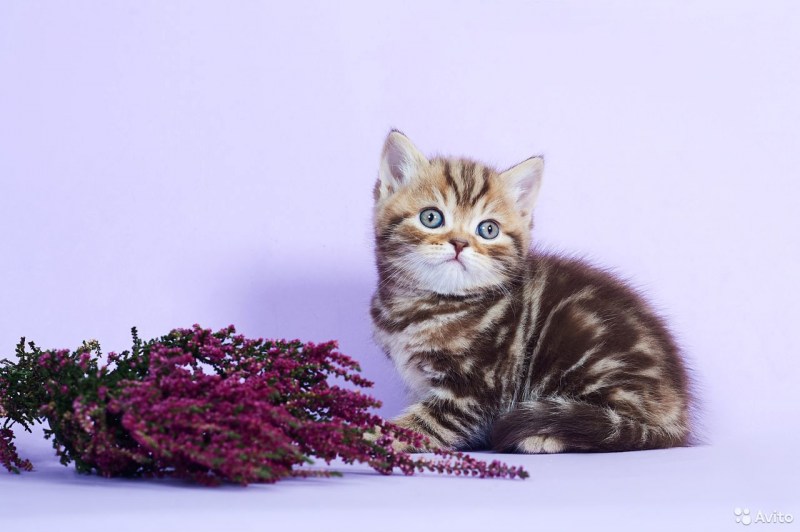 Котята Сибирские Иркутск