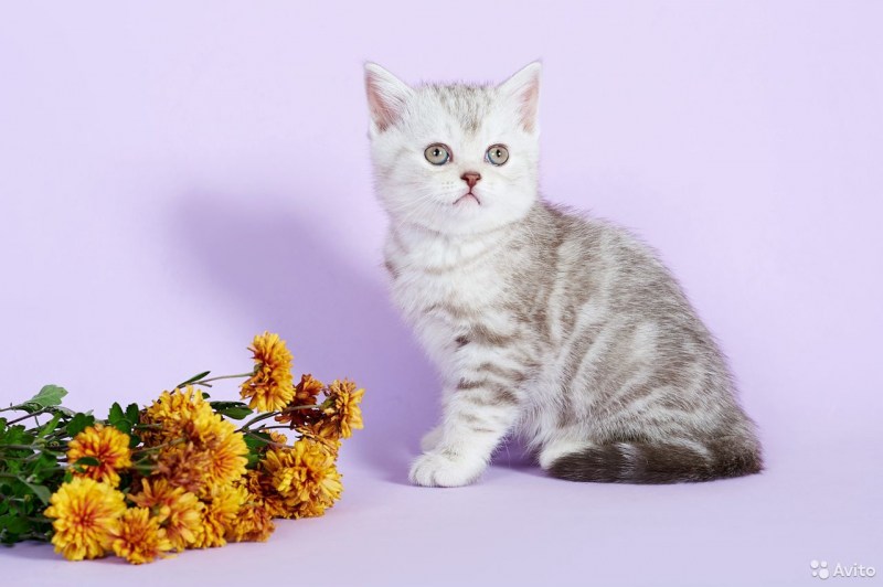Коты британские мраморные как приучить к лотку