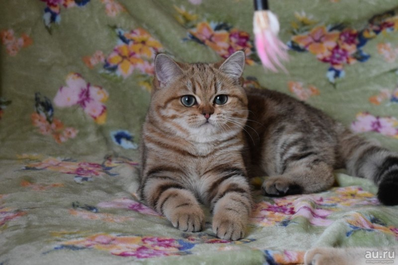 Британская кошка кобби