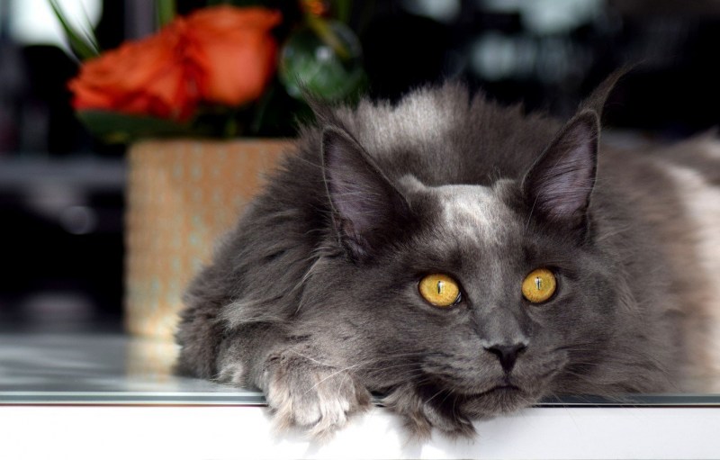 Кот Мейн кун серый