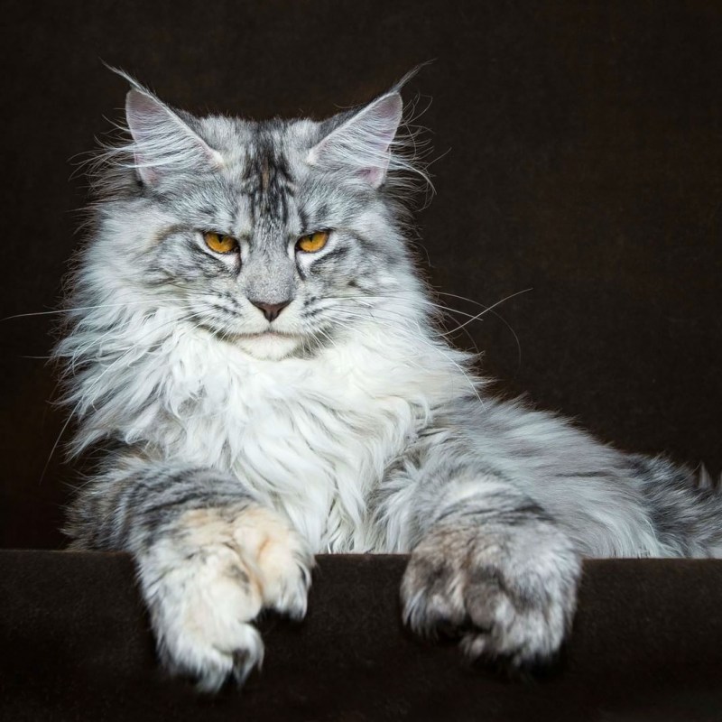 Кот Мейн кун серебро