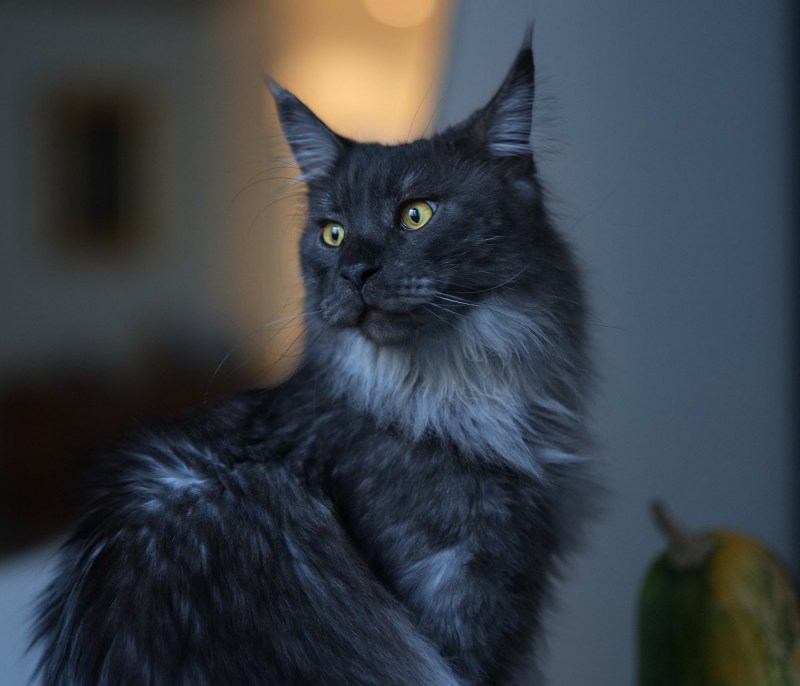 Кошка Мейн кун серая