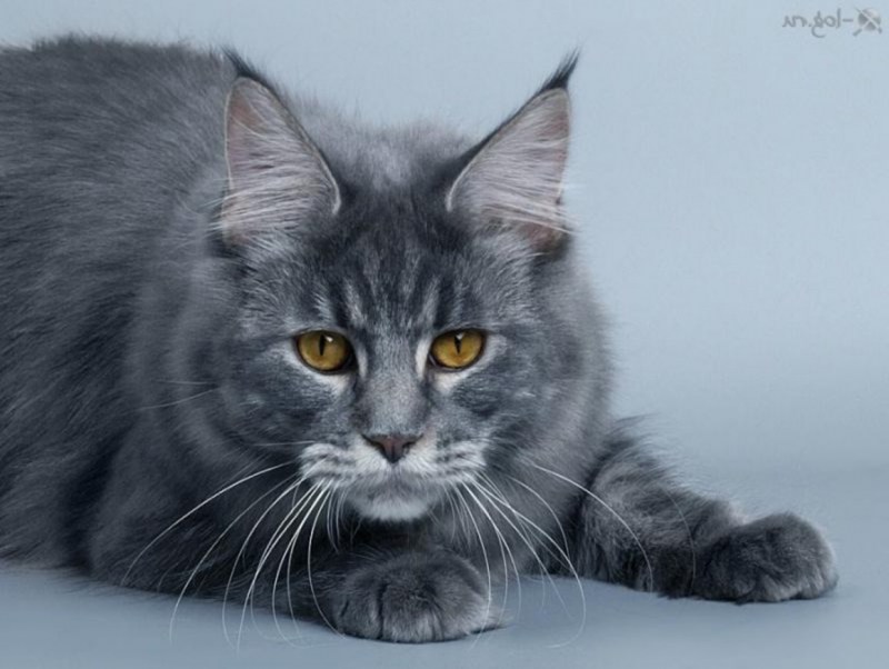 Кот Мейн кун серый