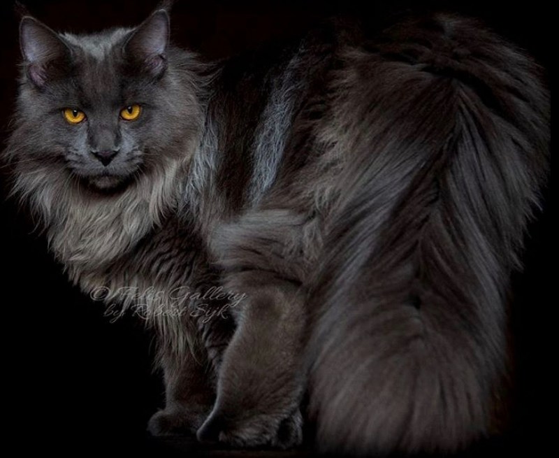 Кошка Мейн кун серая