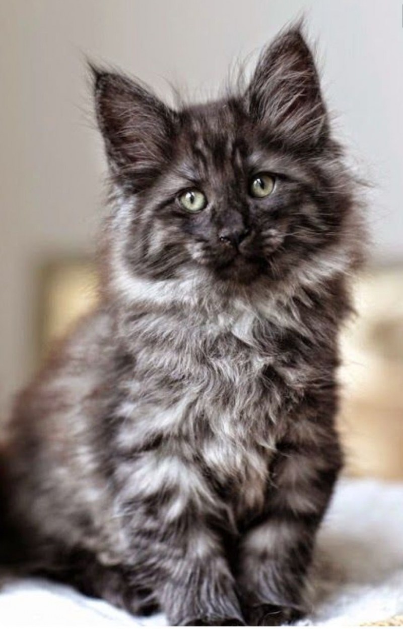 Кот Мейн кун серый