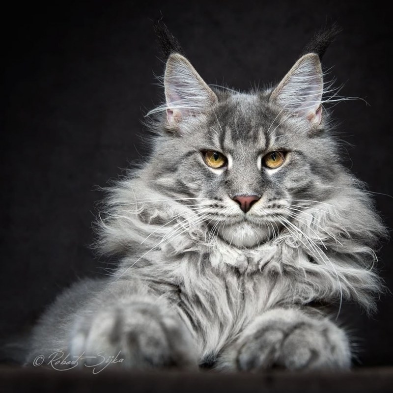 Кот Мейн кун