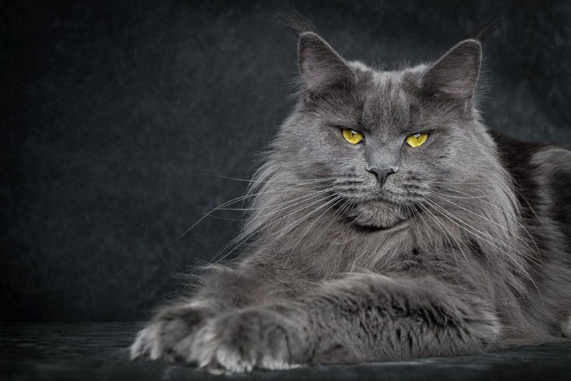 Кот Мейн кун серый