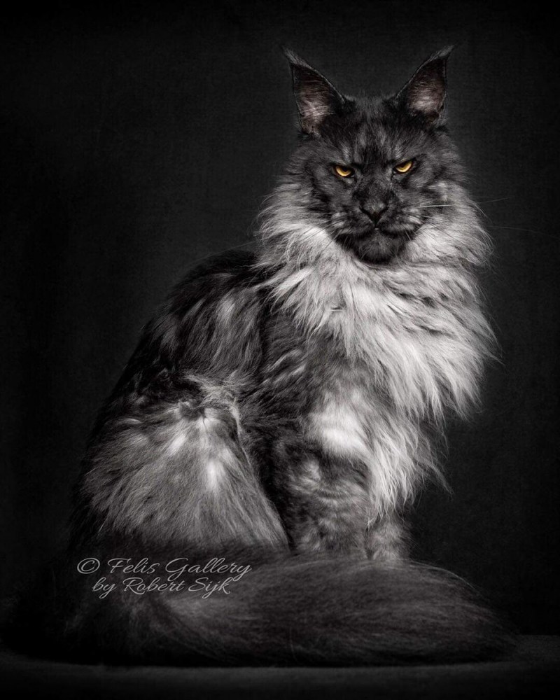 Кот Мейн кун