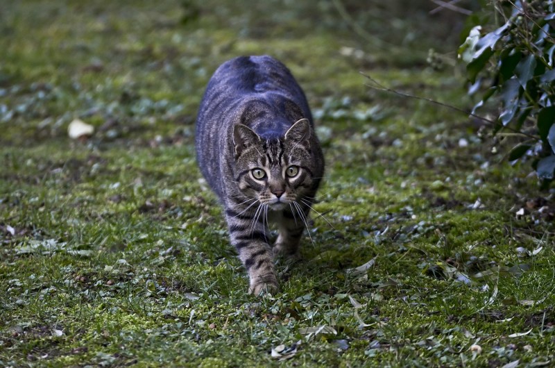 Кот охотник