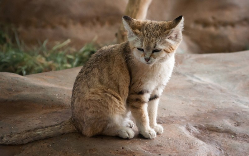 Барханный кот