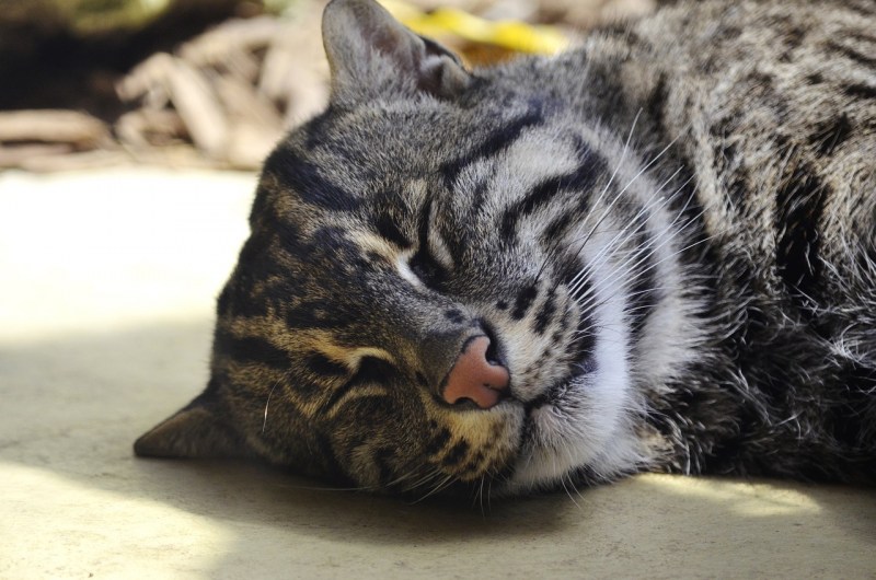 Хищные коты для дома