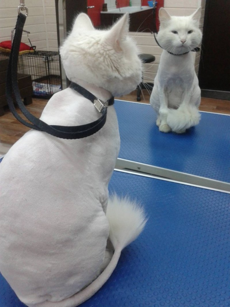 Стрижка котов