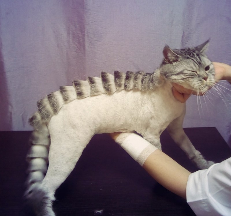 Стрижка кота под машинку