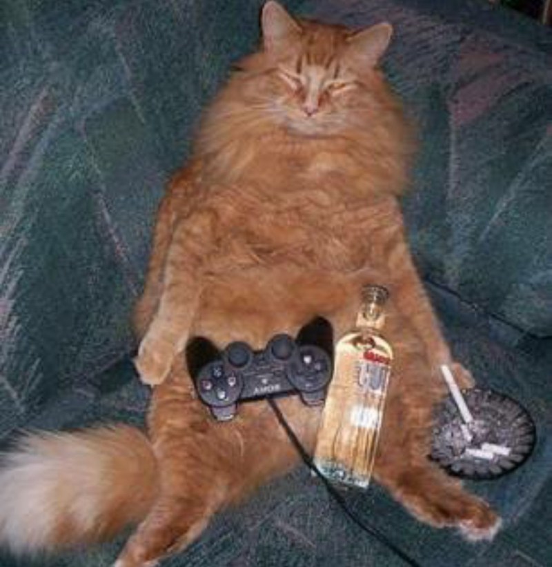 Угар с котами