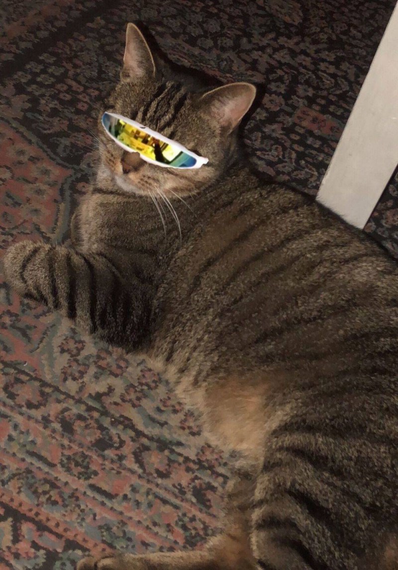 Приколы кот угар