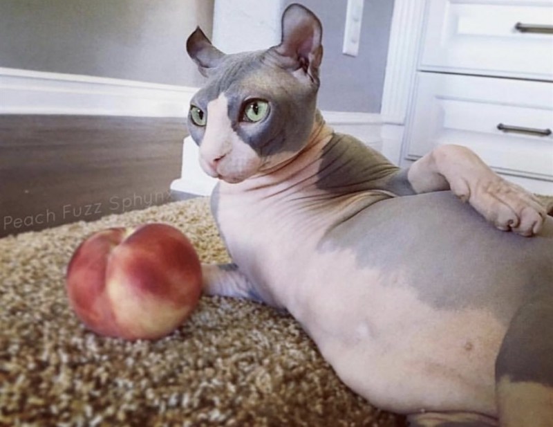 Угар про котов