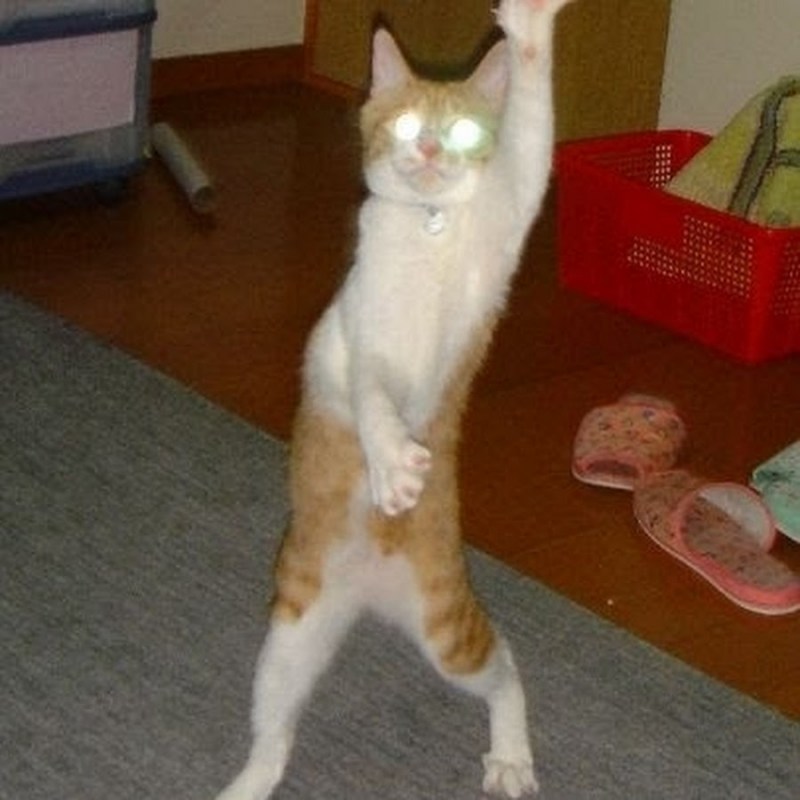 Котики угар