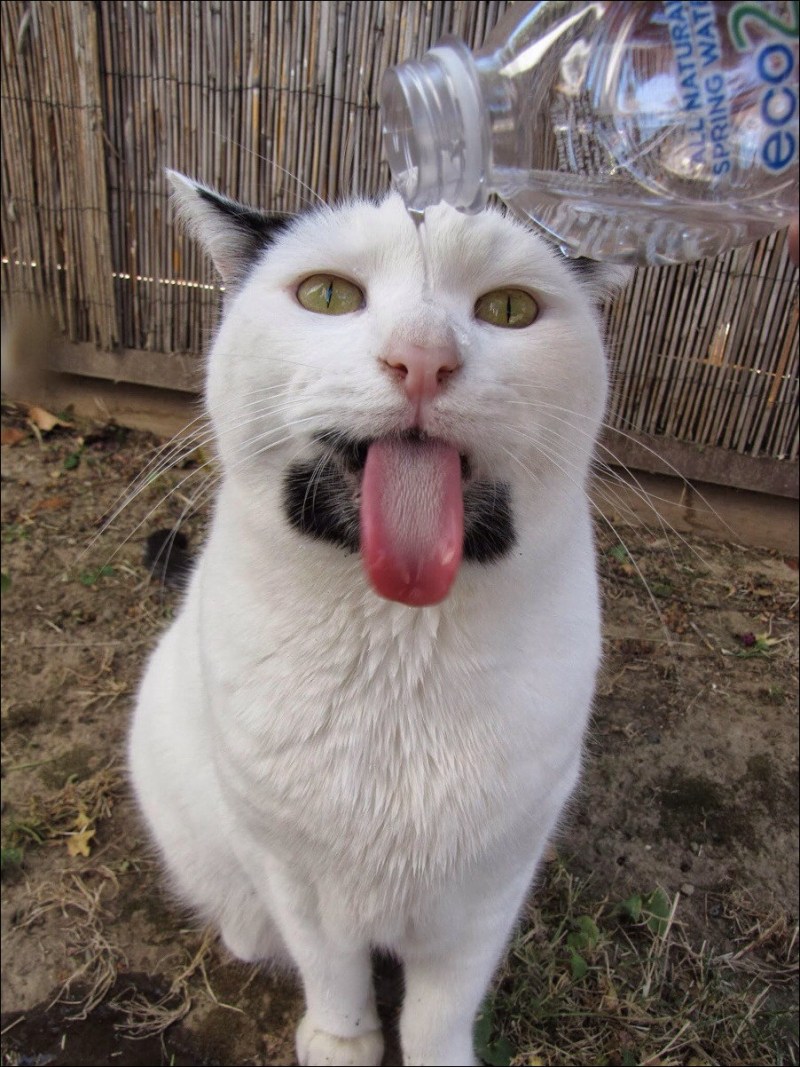 Смешной кот ржака