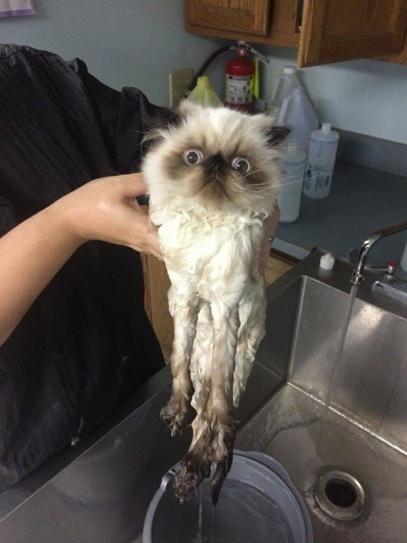Кошка ржака