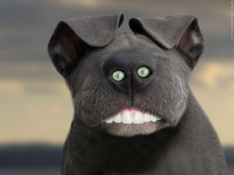 Котики хохма