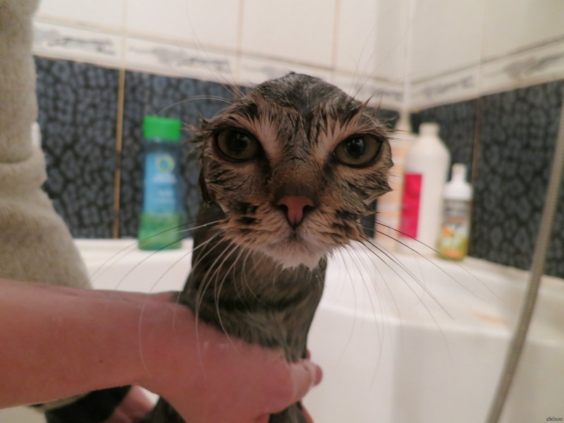 Кошки угар