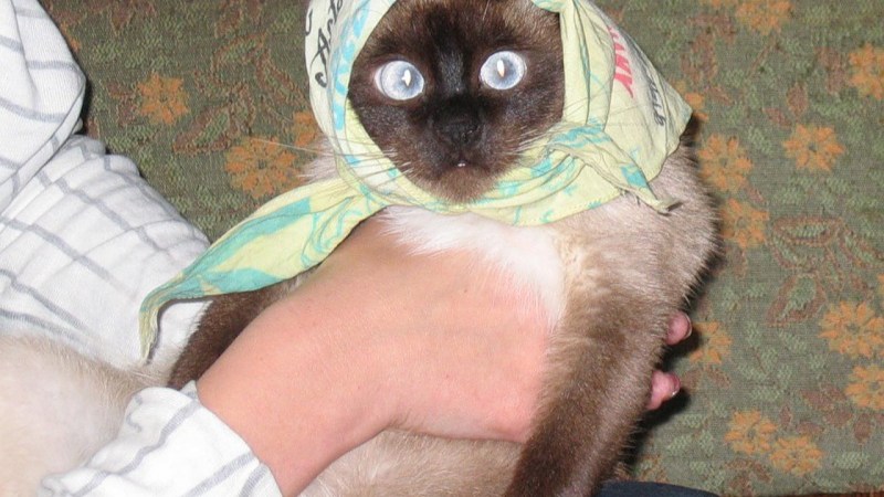 Кот в желтых очках