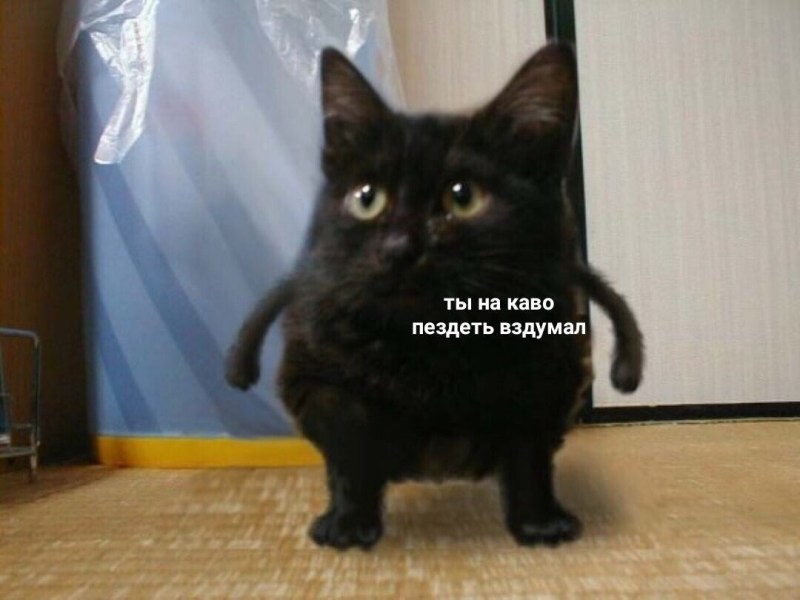 Упоротые коты селфи