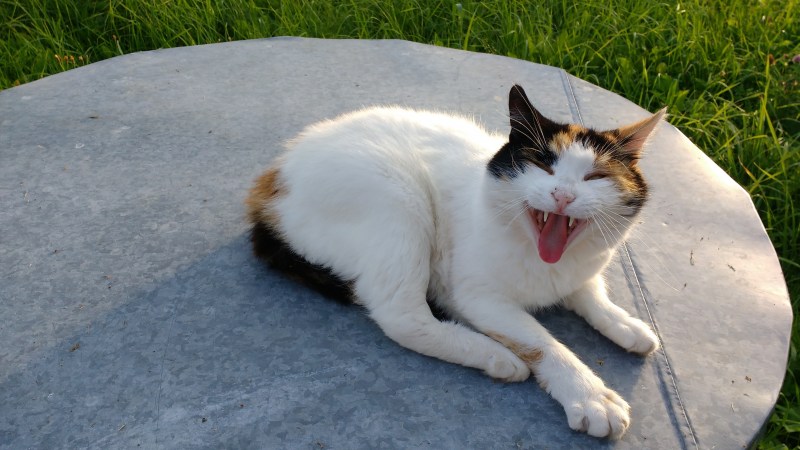 Кошка ржака