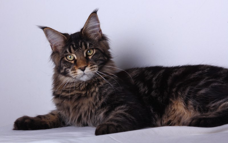 Коты Мейн куны