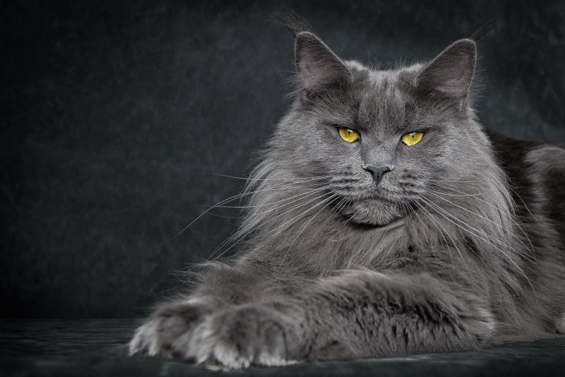 Коты куин Мейн