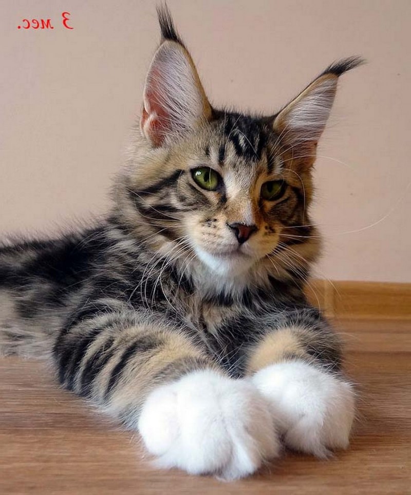 Котята породы Мейн кун
