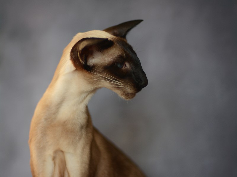 Кошка Ориентальная котята белые