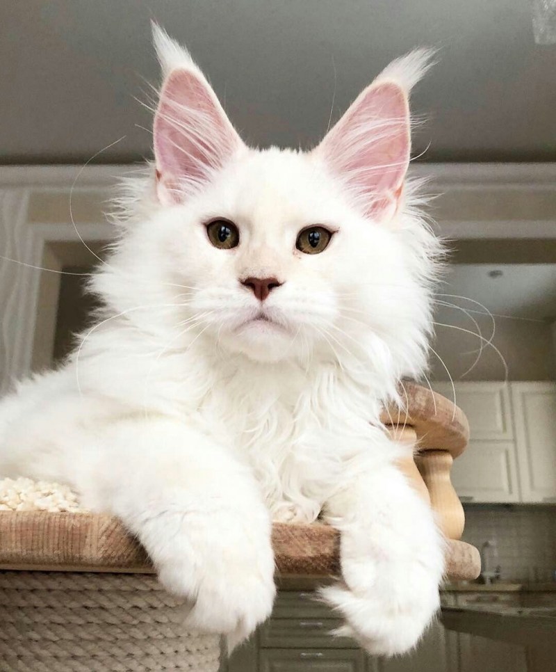 Котята Мейн кун белые