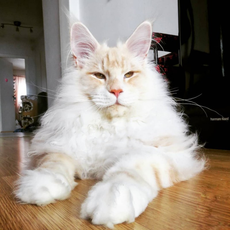 Серенький Мейн кун