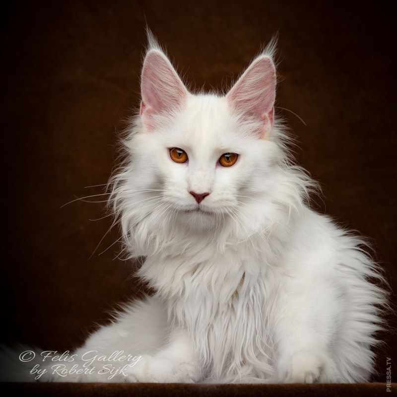 Кошка Мейн кун